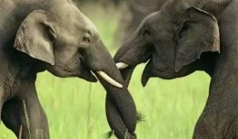 娱乐吃瓜酱大象鼻子,揭秘娱乐圈的神秘面纱